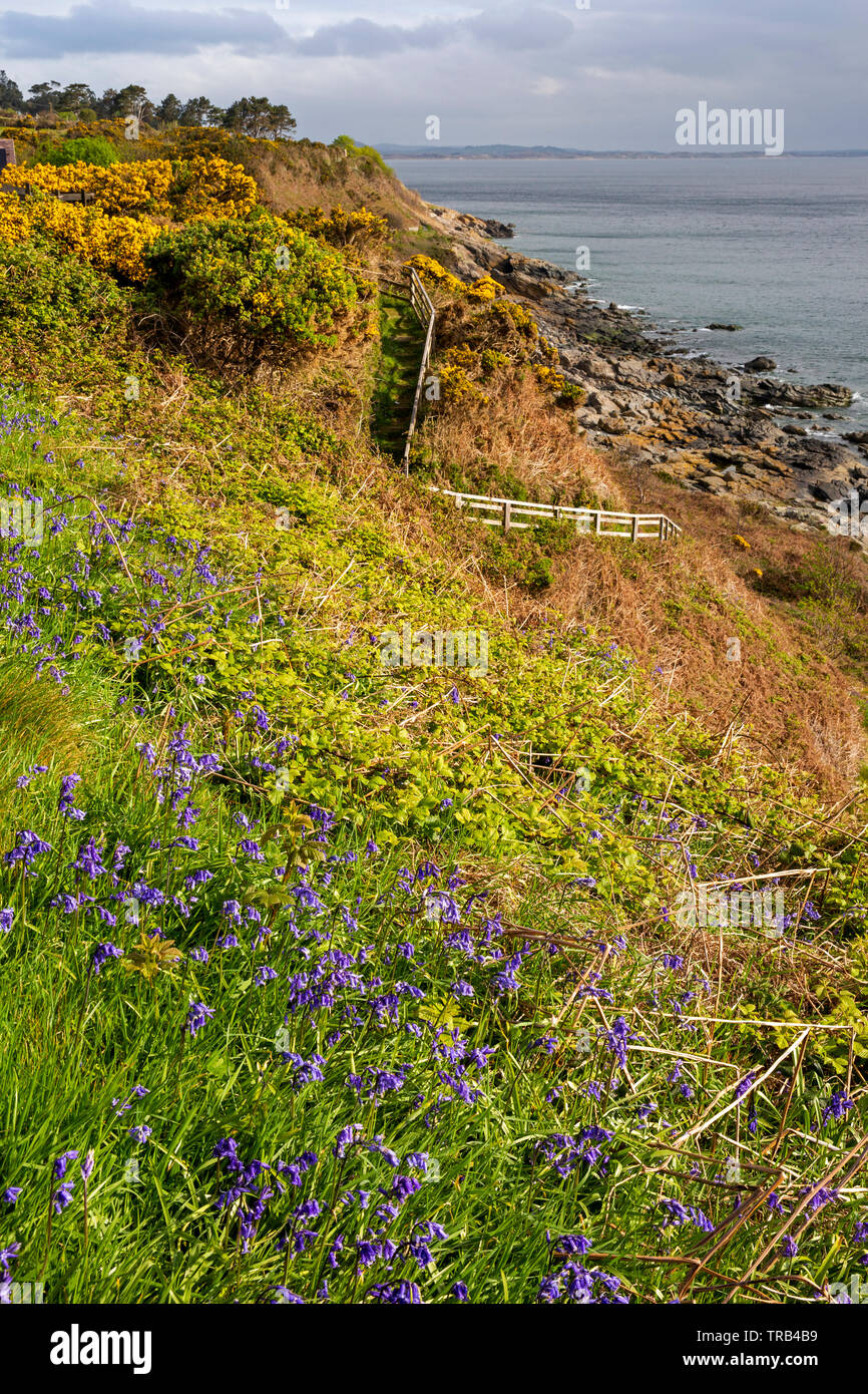 Irlanda del Nord, Co Down, Newcastle, Bloody Bridge, wild gorse bluebell e fiori che crescono a fianco di Mourne Coast Path Foto Stock