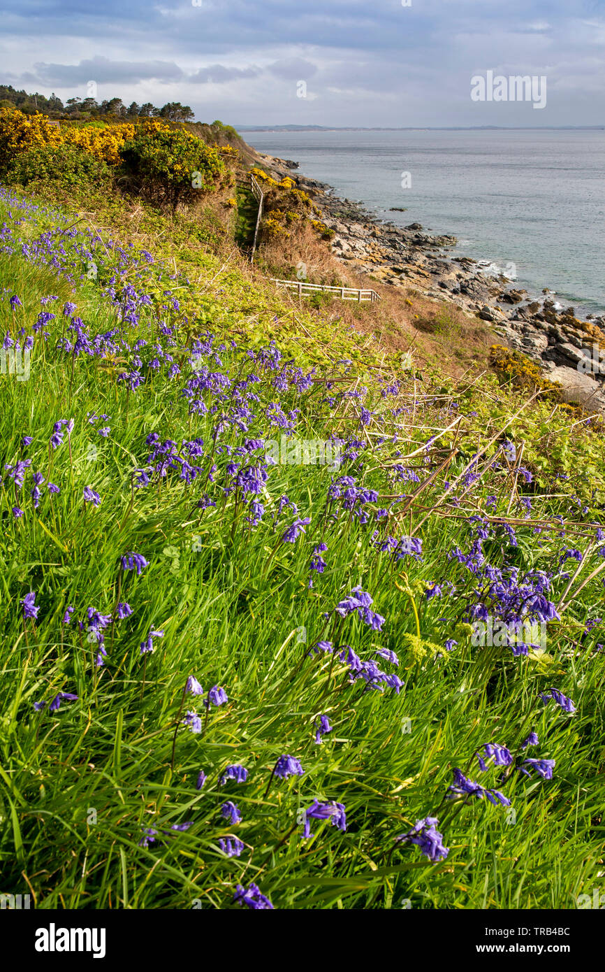 Irlanda del Nord, Co Down, Newcastle, Bloody Bridge, wild bluebell fiori accanto a Mourne Coast Path Foto Stock