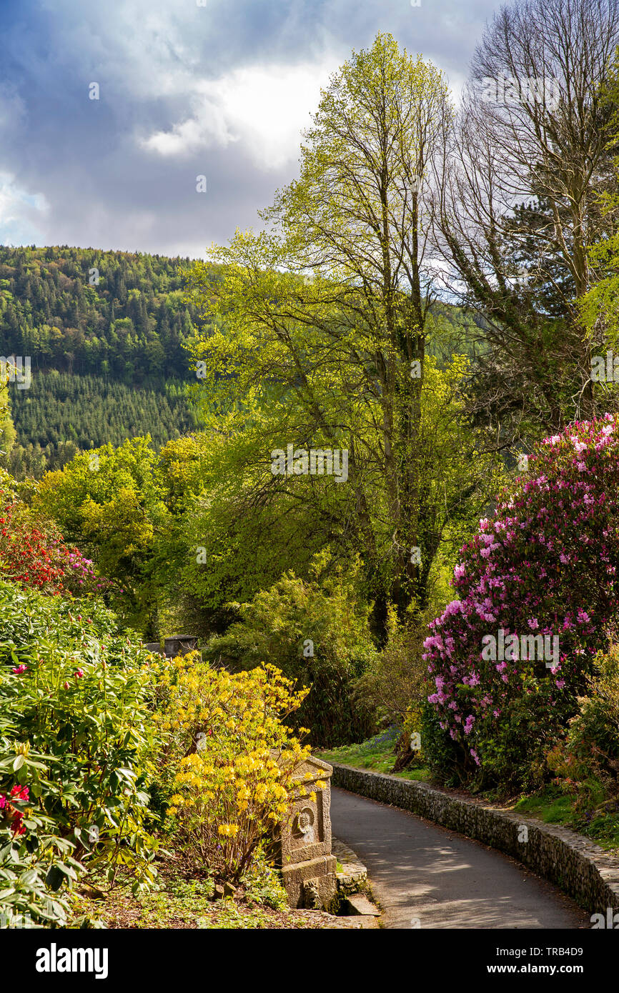 Irlanda del Nord, Co Down, Bryansford, Tollymore Forest Park, il percorso attraverso la fioritura di rododendro Shimna verso il percorso del fiume Foto Stock