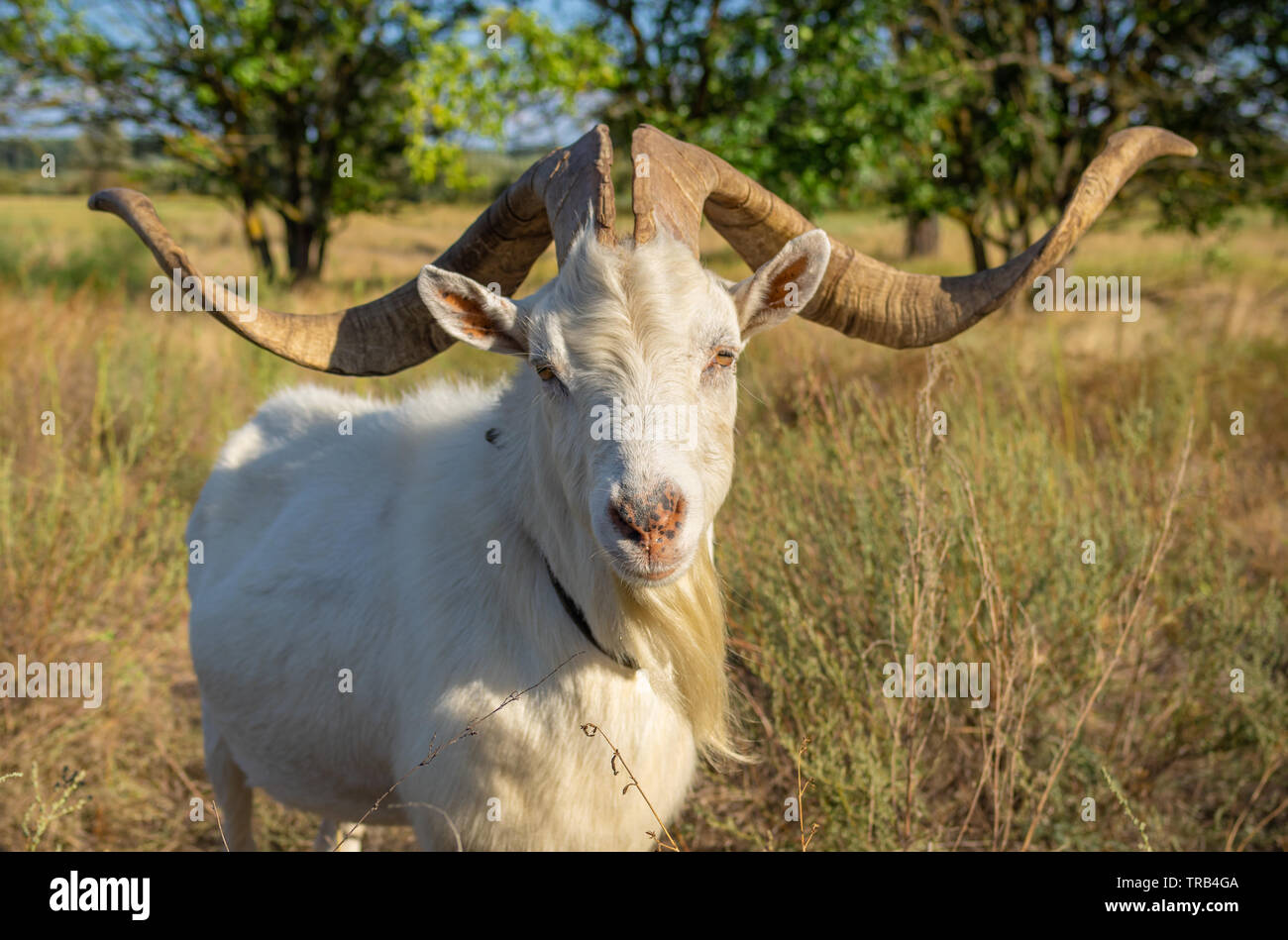 Ritratto di capra bianca con anormalmente enormi corna in piedi su un alpeggio Foto Stock