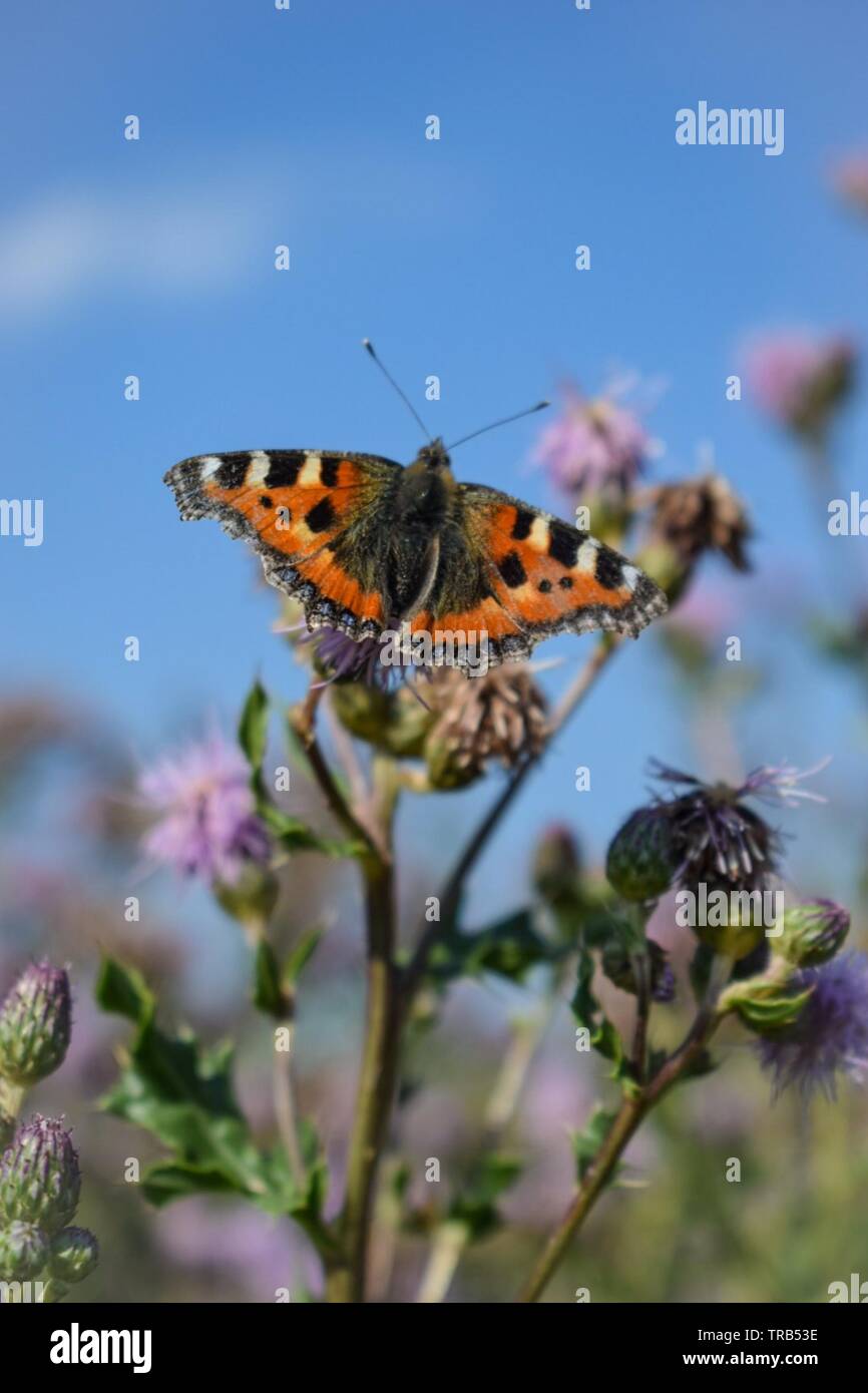 Piccola tartaruga farfalla sui cardi Foto Stock