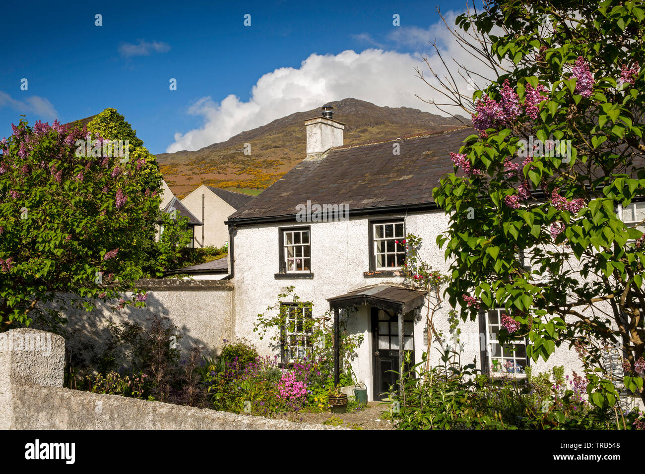 Irlanda, Co Louth, Carlingford, vecchio attraente cottage accanto al Tholsel, con Slieve Foye montagna dietro Foto Stock