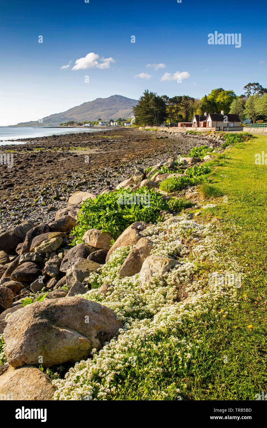 Irlanda, Co Louth, Omeath, bianco fiori selvatici sul Carlingford Lough a riva, vista verso Slieve Foye Foto Stock