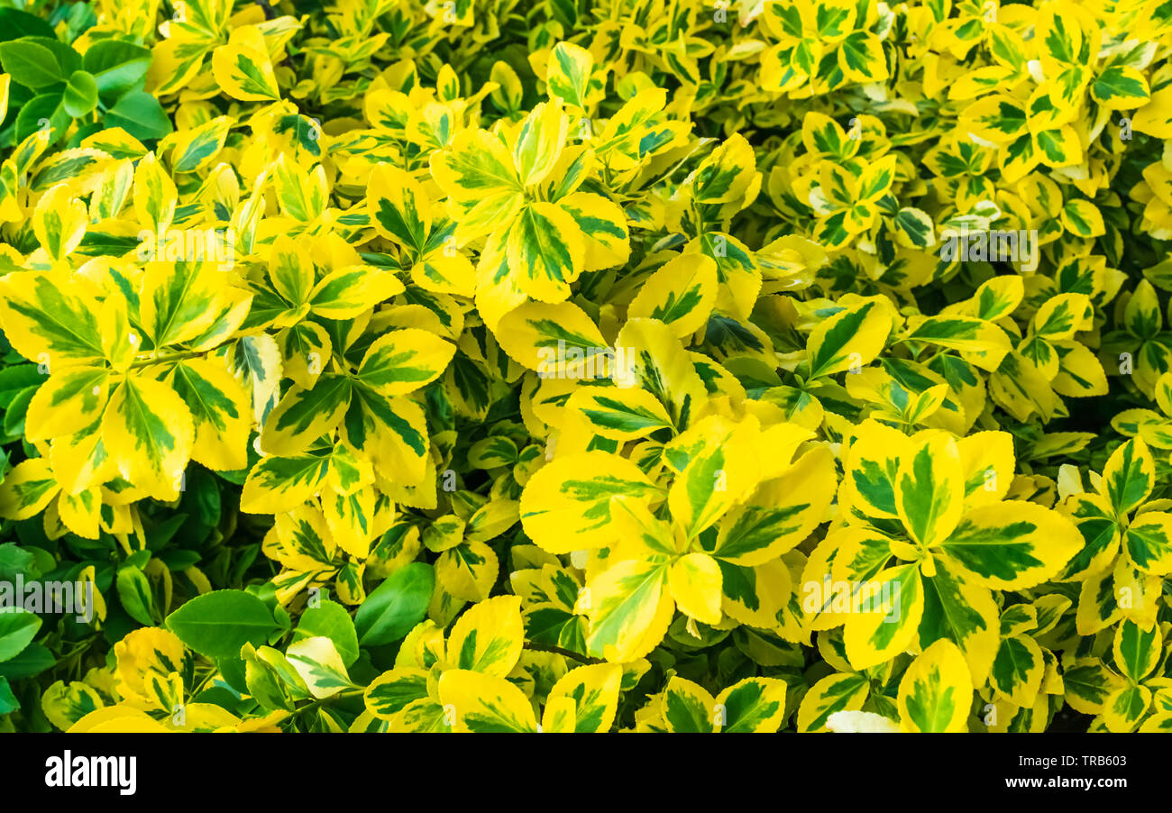 Un telaio pieno di luminose, bold giallo e piante verdi Foto Stock