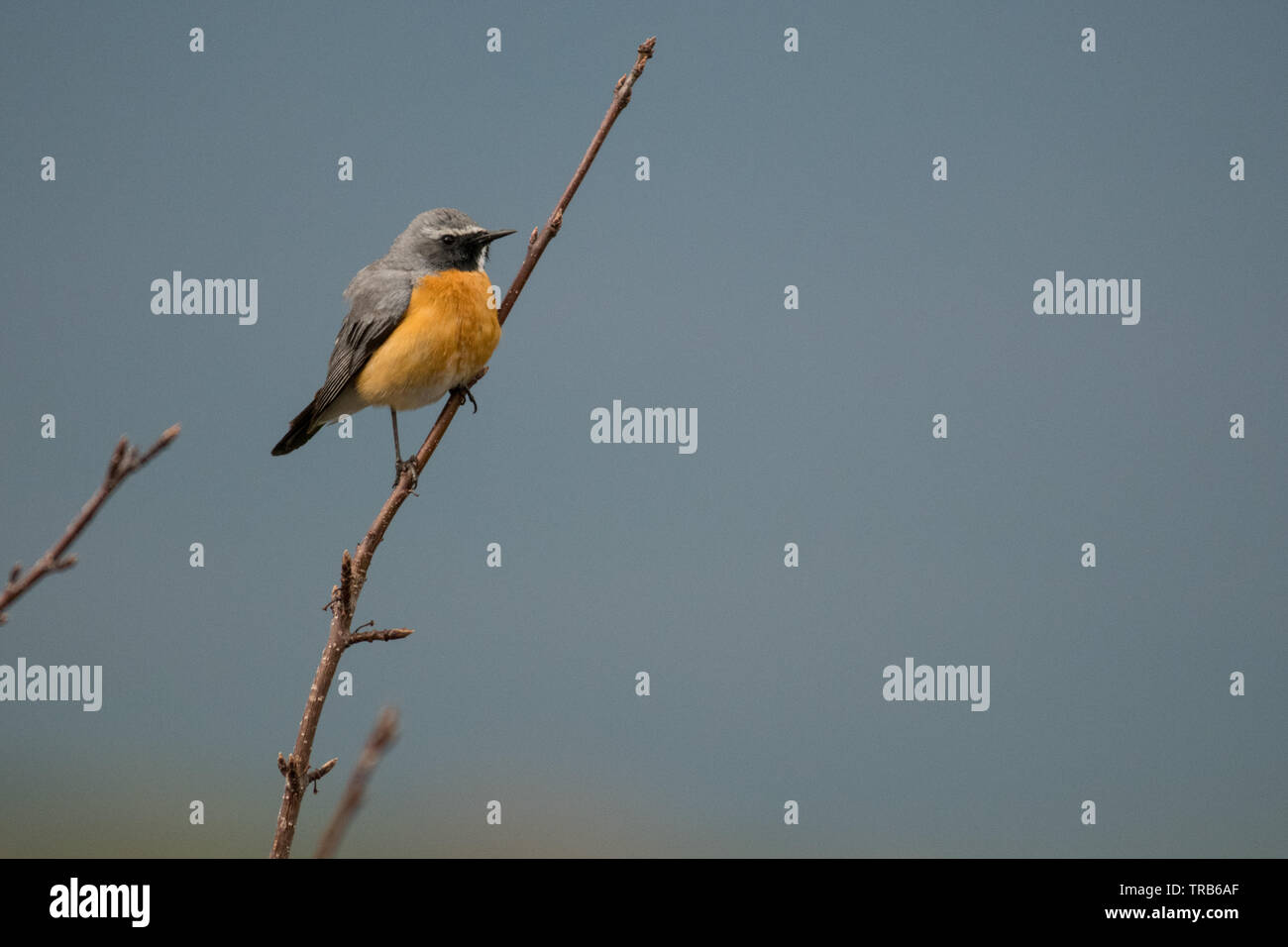 Splendide foto di uccelli. Bianco-throated robin (Irania gutturalis). Foto Stock