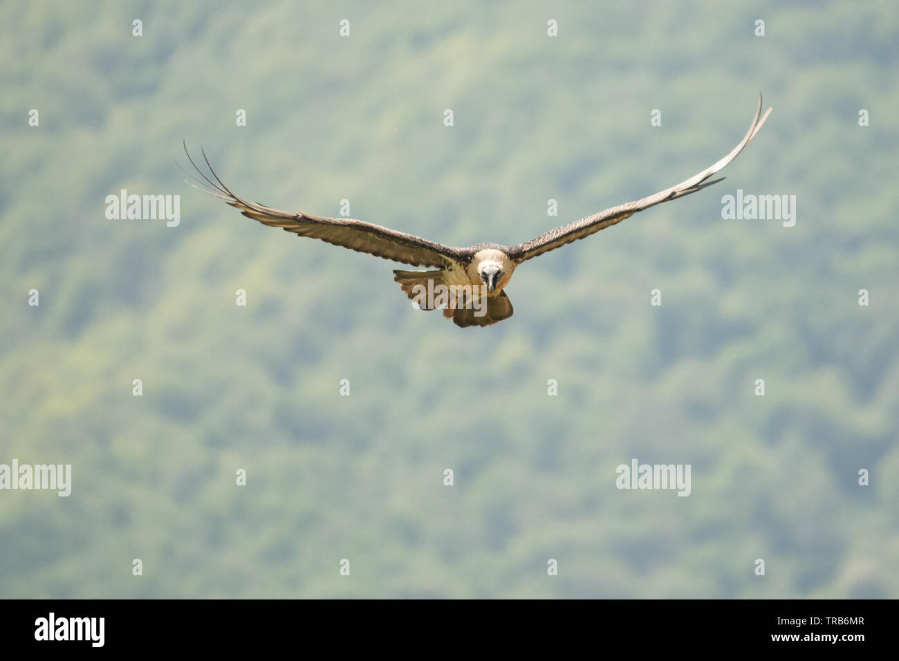 Silhouette di un uccello da preda in volo. Gipeto / Gypaetus barbatus Foto Stock