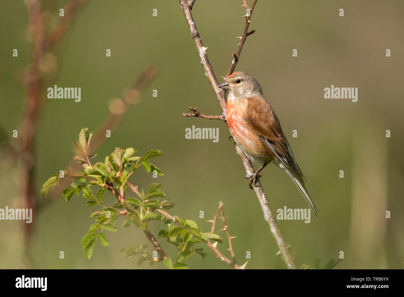 Splendide foto di uccelli. Comuni / linnet Linaria cannabina Foto Stock