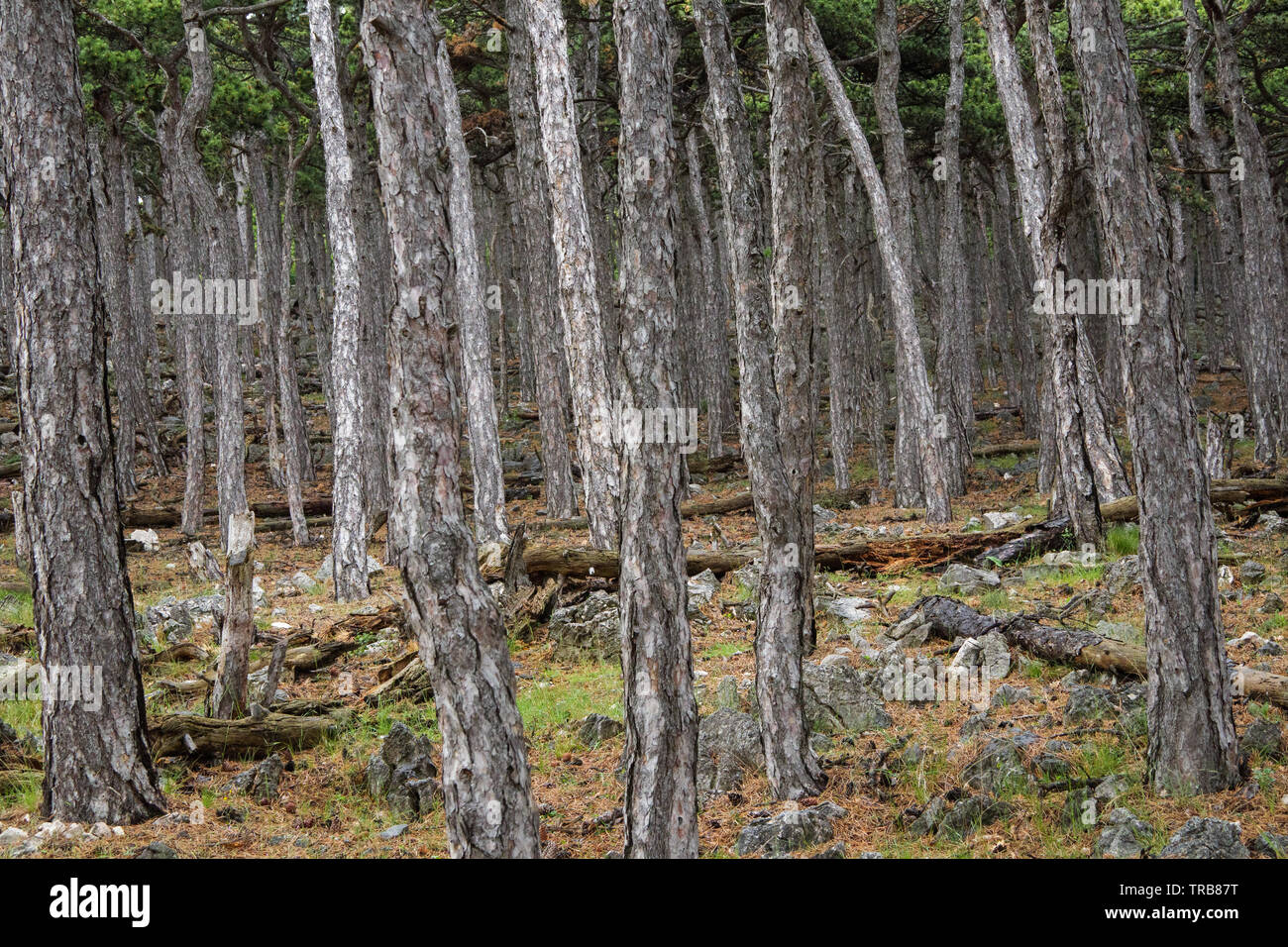 Foreste di conifere sulle colline sopra Baska. Isola di Krk. Croazia. Europa. Foto Stock
