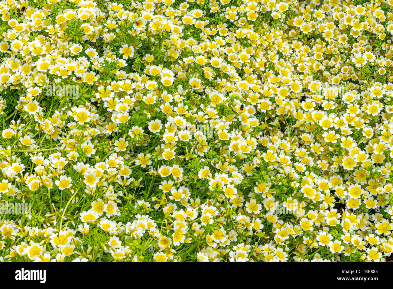 Close-up di primrose fiore in fiore, impostata su sfondo verde. Primrose è una specie di pianta flowering in famiglia Primulaceae. Foto Stock