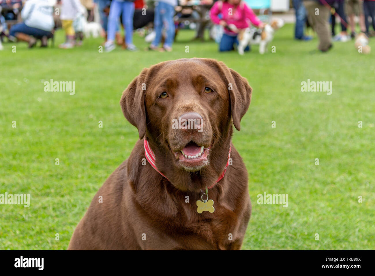 Marrone cioccolato labrador cane con felice espressione, seduto sull'erba. Stockport, Cheshire, Regno Unito. Foto Stock
