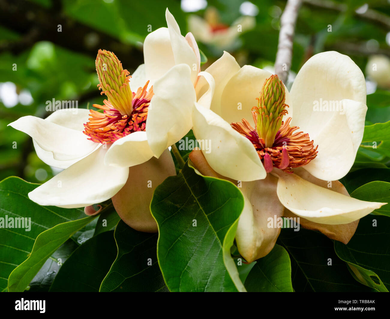 Elegante centrato rosso fiori bianchi di hardy piccolo albero ornamentale, Magnolia x wieseneri Foto Stock