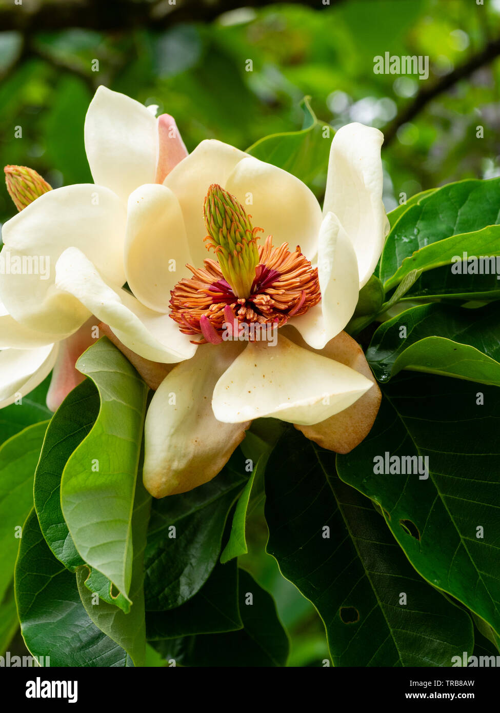 Elegante centrato rosso fiori bianchi di hardy piccolo albero ornamentale, Magnolia x wieseneri Foto Stock