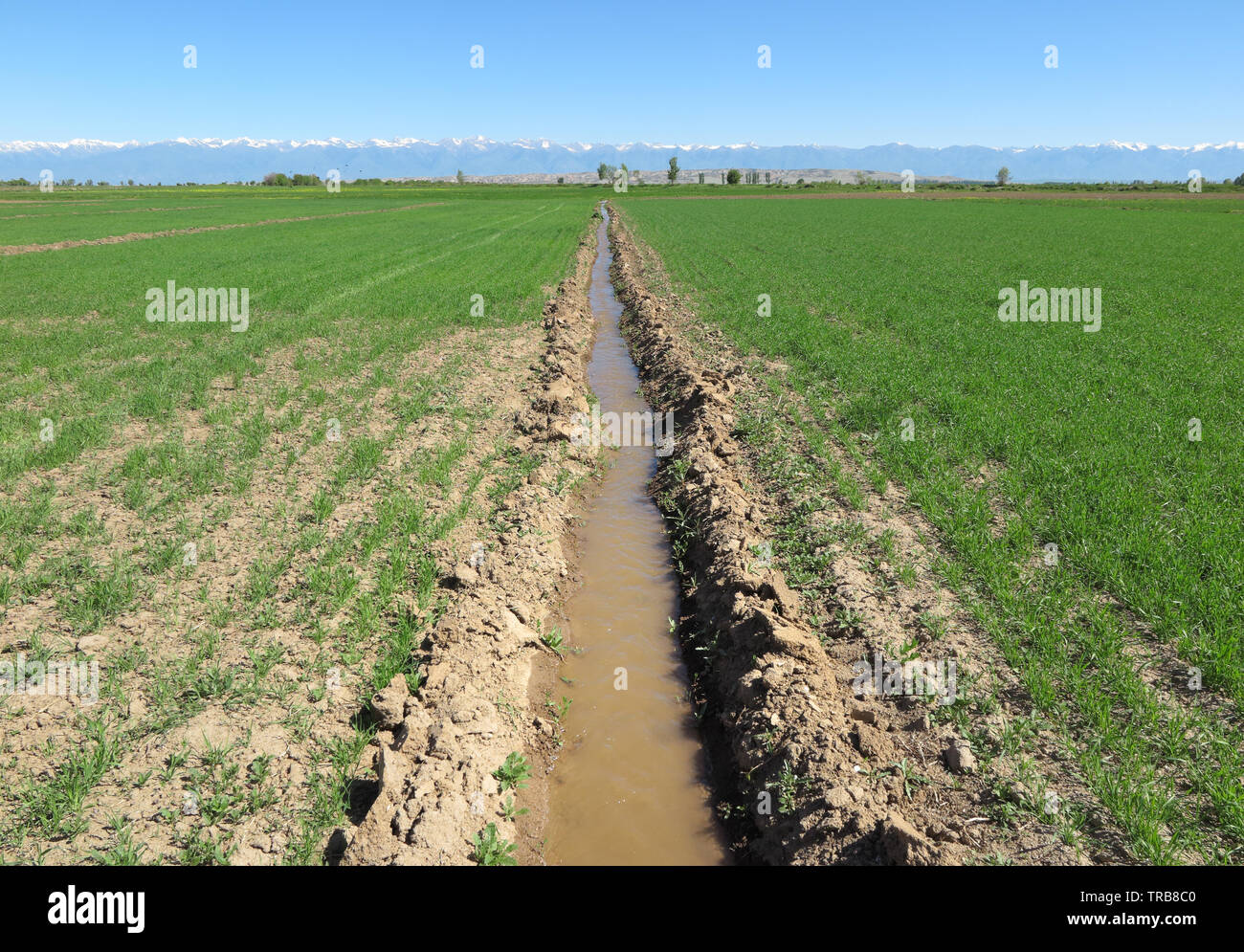 Un Fosso di Irrigazione che attraversa un campo di orzo in Kirghizistan. Foto Stock