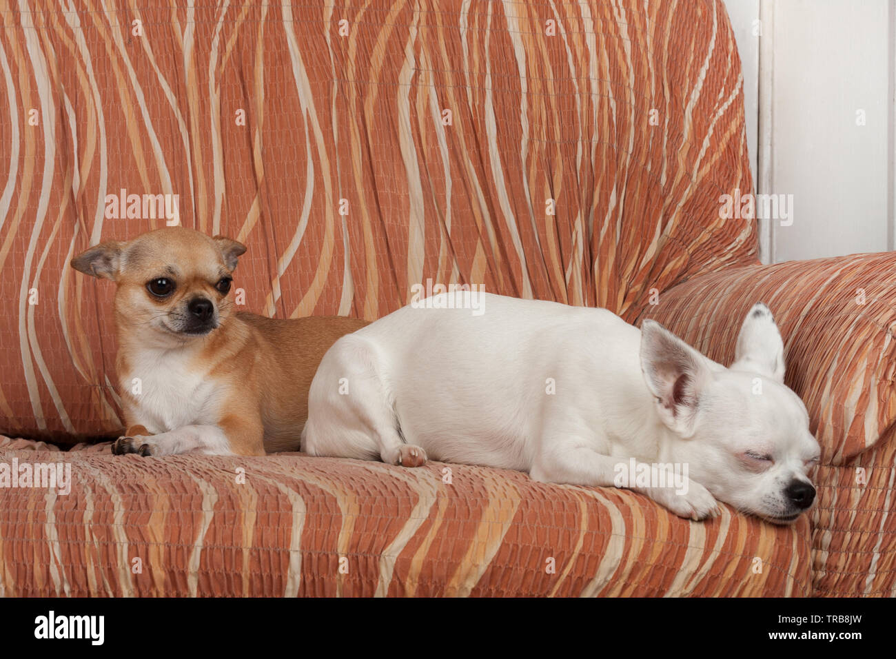 Due Chihuahua cani sono sdraiato sul divano, 2,5 anni cannella femmina e 5 anni femmina bianca. Foto Stock
