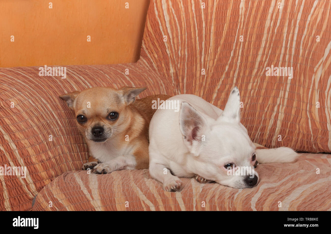 Due Chihuahua cani sono sdraiato sul divano, 2,5 anni cannella femmina e 5 anni femmina bianca. Foto Stock