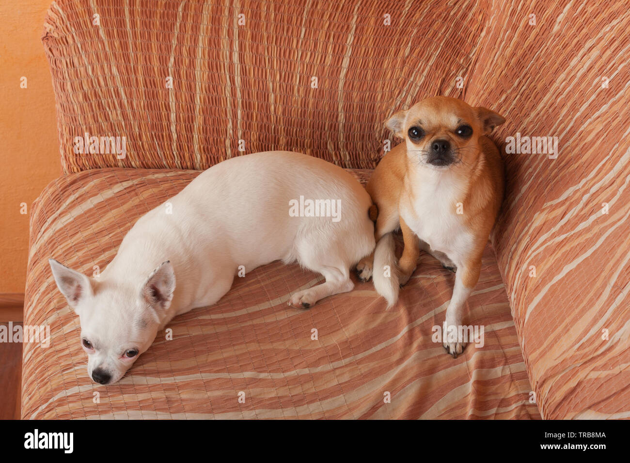 Due Chihuahua cani sono sdraiato sul divano, 2,5 anni cannella femmina e 5 anni femmina bianca. Foto Stock