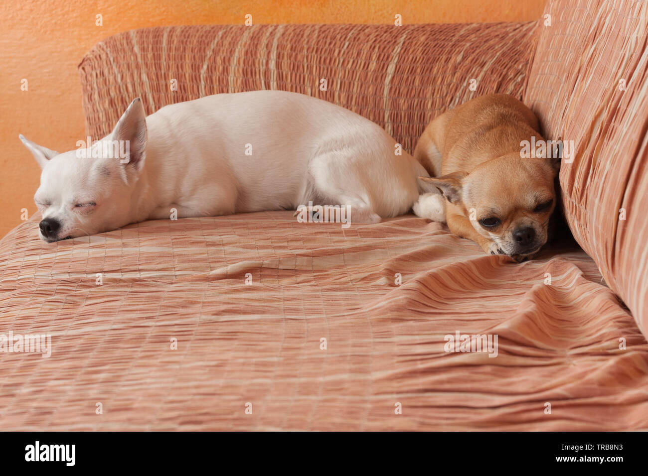 Due Chihuahua cani sono sdraiato sul divano, 2,5 anni cannella femmina e 5 anni femmina bianca. Foto Stock