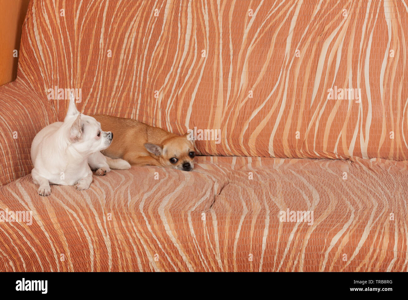 Due Chihuahua cani sono sdraiato sul divano, 2,5 anni cannella femmina e 5 anni femmina bianca. Foto Stock