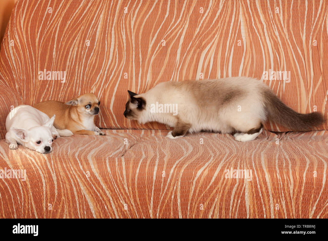 Due Chihuahua cani e un punto di tenuta Birman cat sono sdraiato sul divano. Gatto maschio è di 1 anno di età, 2,5 anni cannella cane femmina e 5 anni vecchio cane bianco Foto Stock