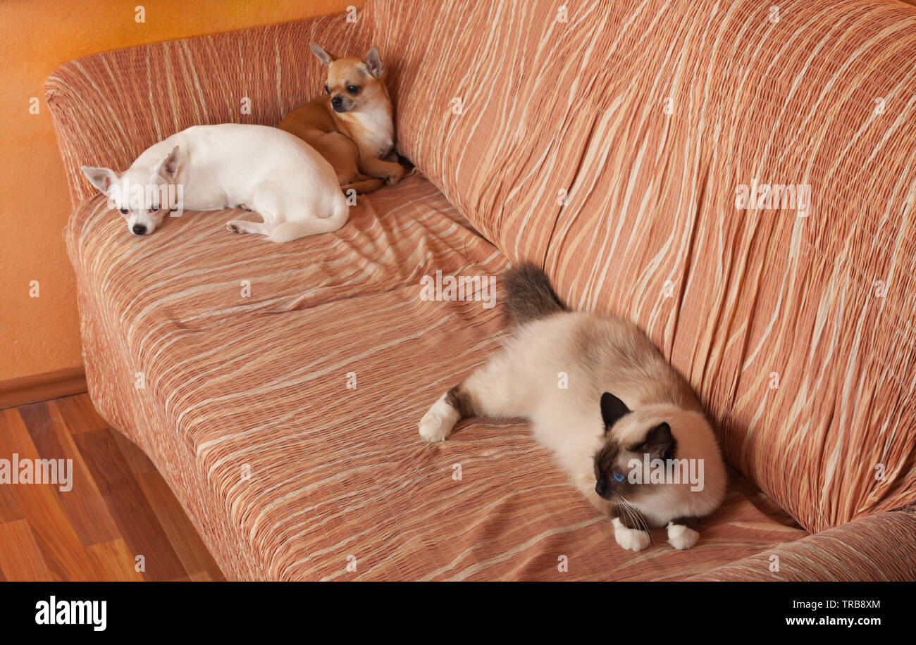 Due Chihuahua cani e un punto di tenuta Birman cat sono sdraiato sul divano. Gatto maschio è di 1 anno di età, 2,5 anni cannella cane femmina e 5 anni vecchio cane bianco Foto Stock