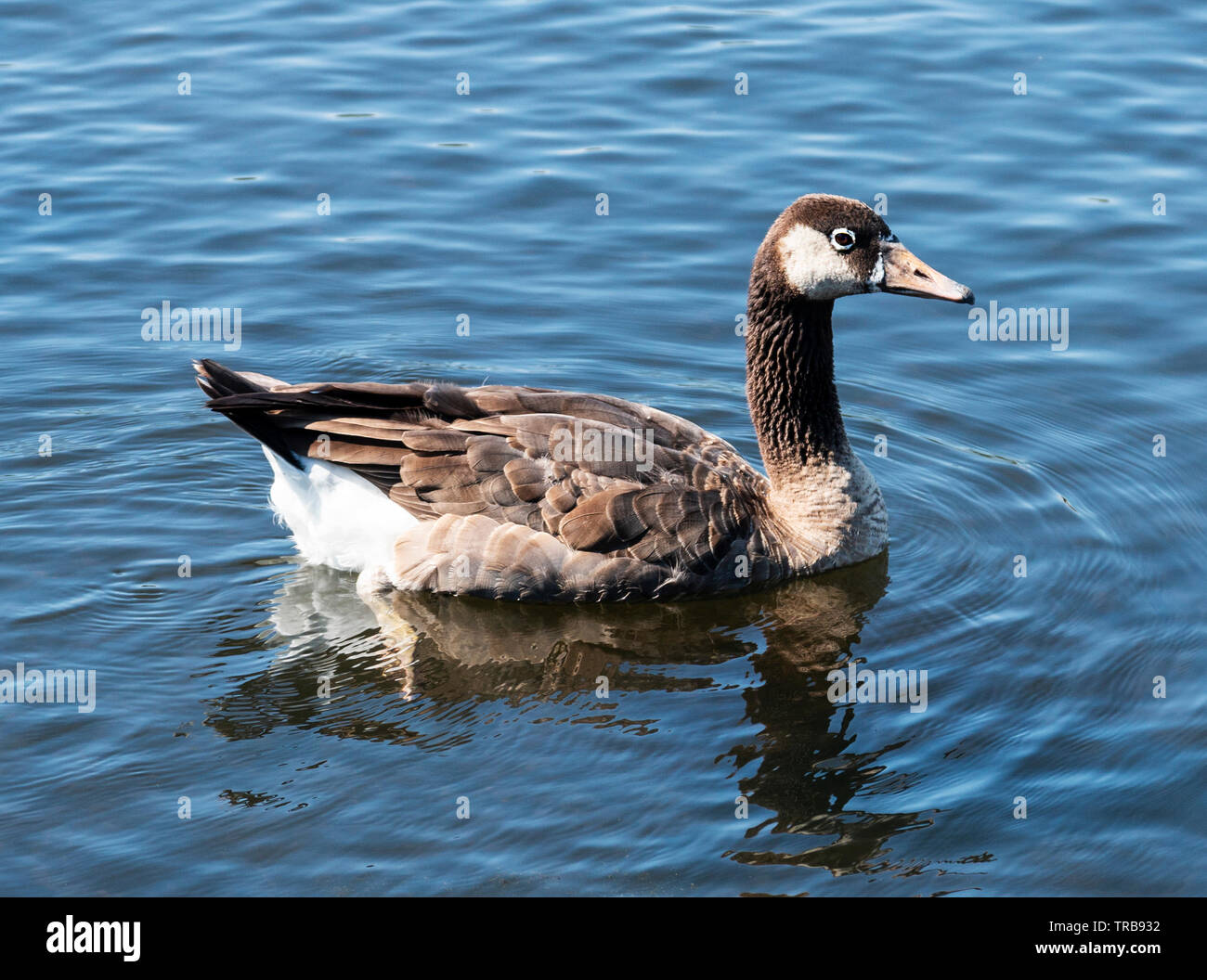 Un incrocio di un oca Canadese e un anatra avente il corpo di oca e le anatre di testa, galleggianti in uno stagno in Babilonia Village. Foto Stock