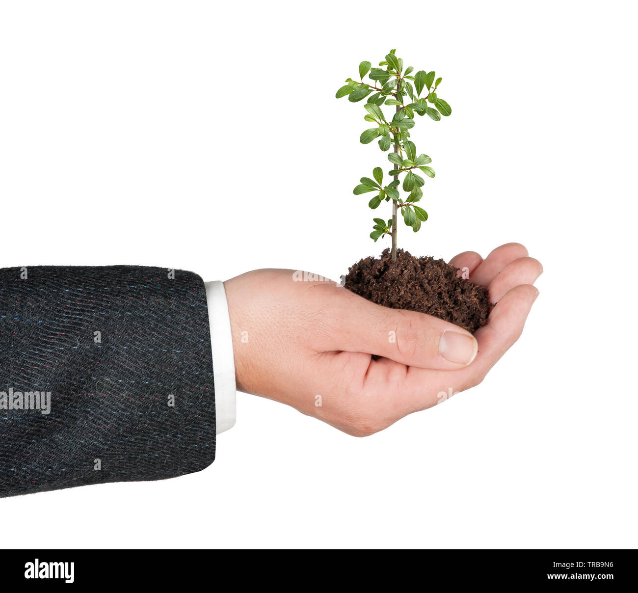 Piantina in mano Foto Stock