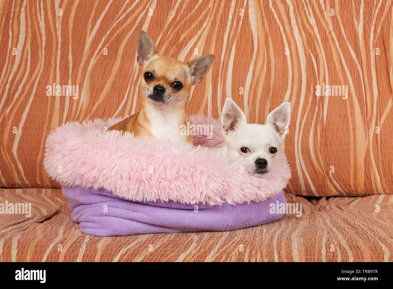 Due Chihuahua cani sono giacenti sul morbido letto cane da fibra cava sul divano , 2,5 anni cannella femmina e 5 anni femmina bianca. Foto Stock