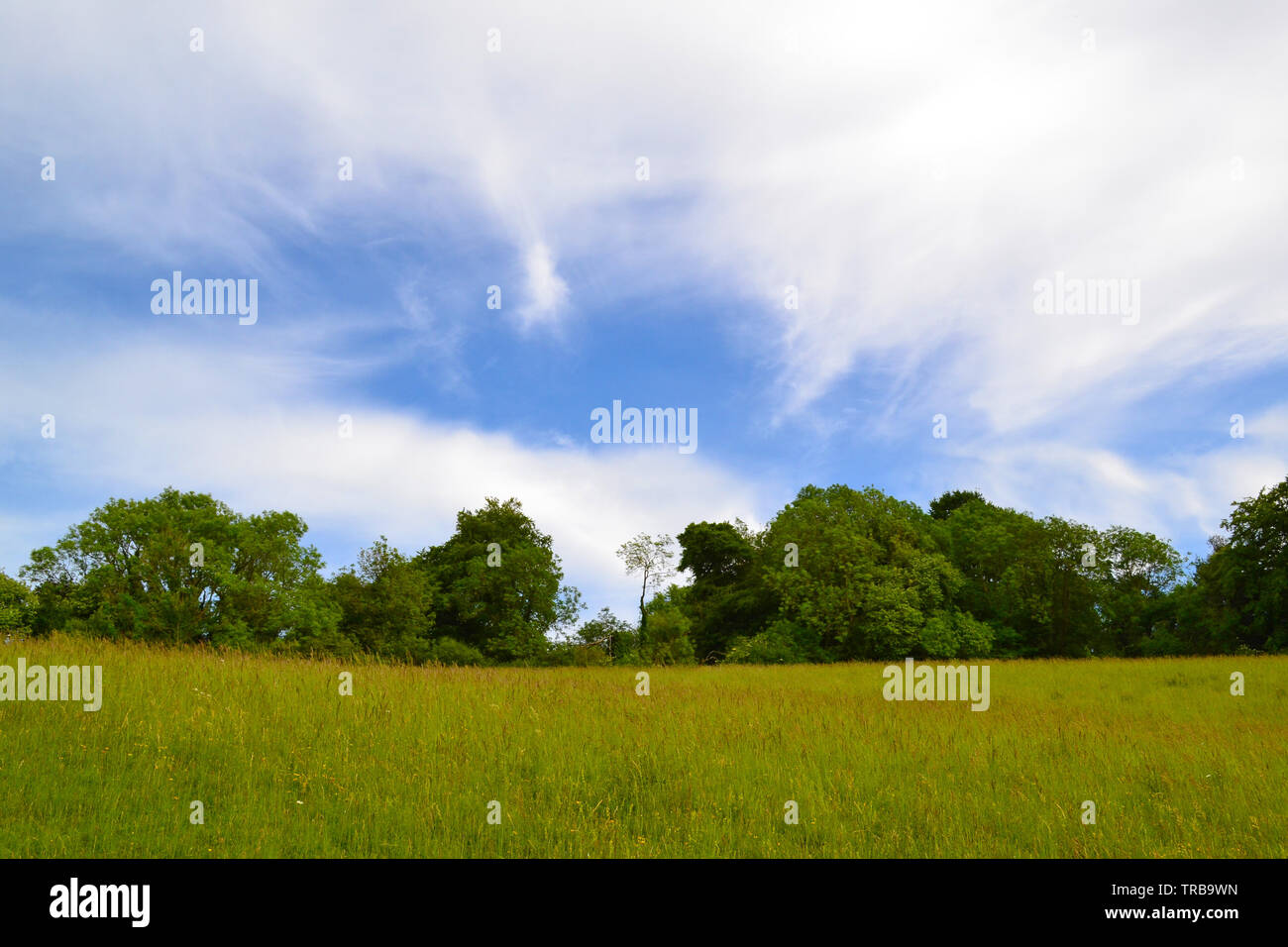 Cirrus nuvola in alto al di sopra di Romney Street vicino a valle Darent, Kent, Regno Unito ai primi di giugno. Prati fioriti e antichi boschi abbondano in Downs Foto Stock