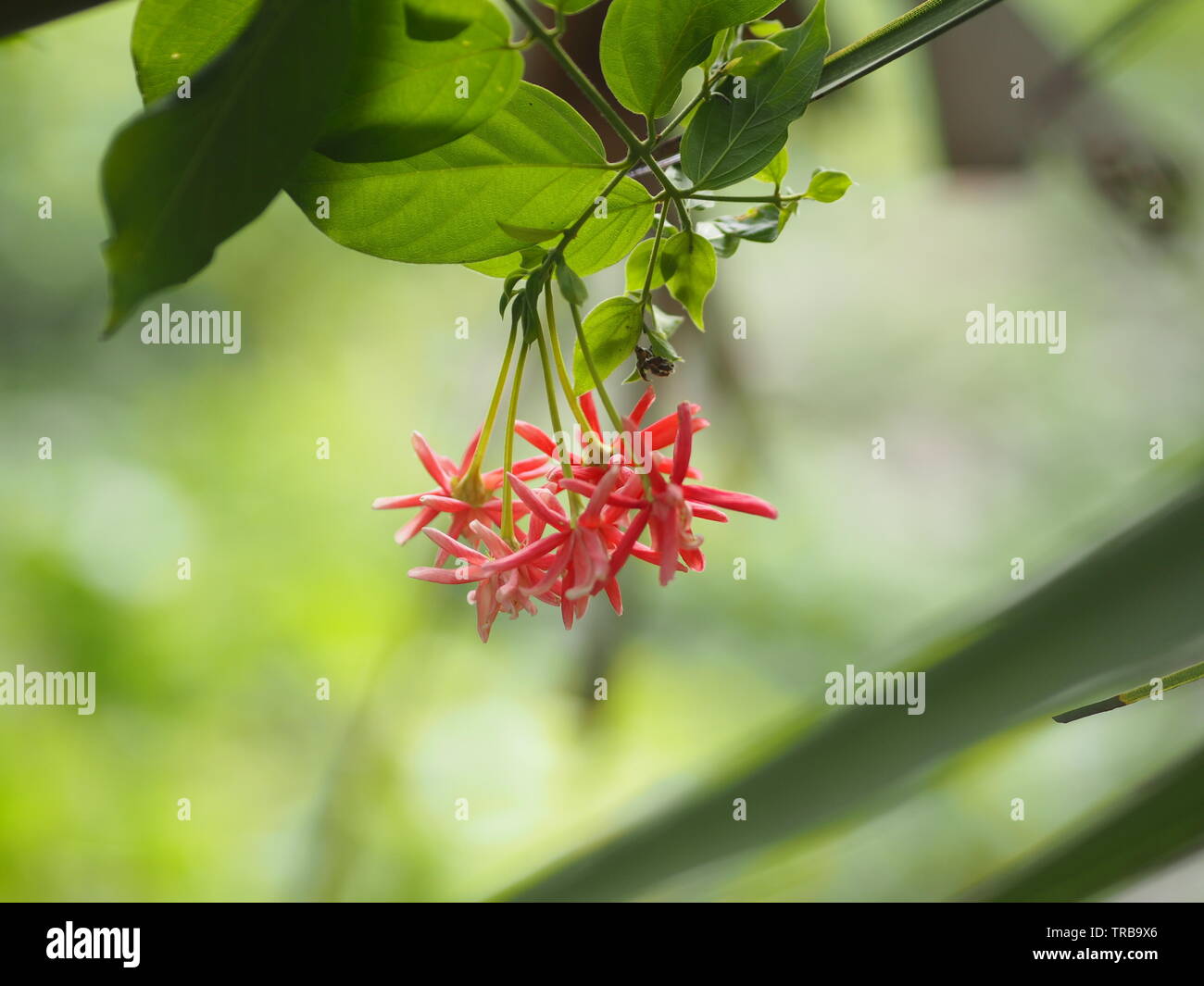 Rangoon nome del superriduttore fiore il fiore è simile a tubo lungo alla fine del fiore è separato in cinque petali con bianco rosso o rosa Foto Stock