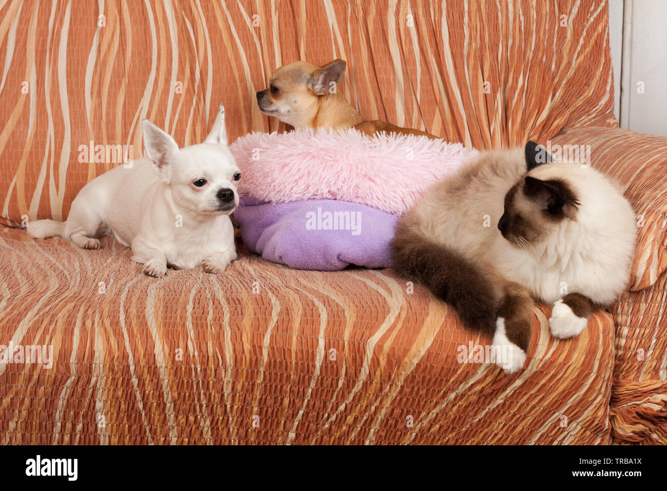 Due Chihuahua cani e un punto di tenuta Birman cat sono sdraiato sul divano. Gatto maschio è di 1 anno di età, 2,5 anni cannella cane femmina e 5 anni vecchio cane bianco Foto Stock