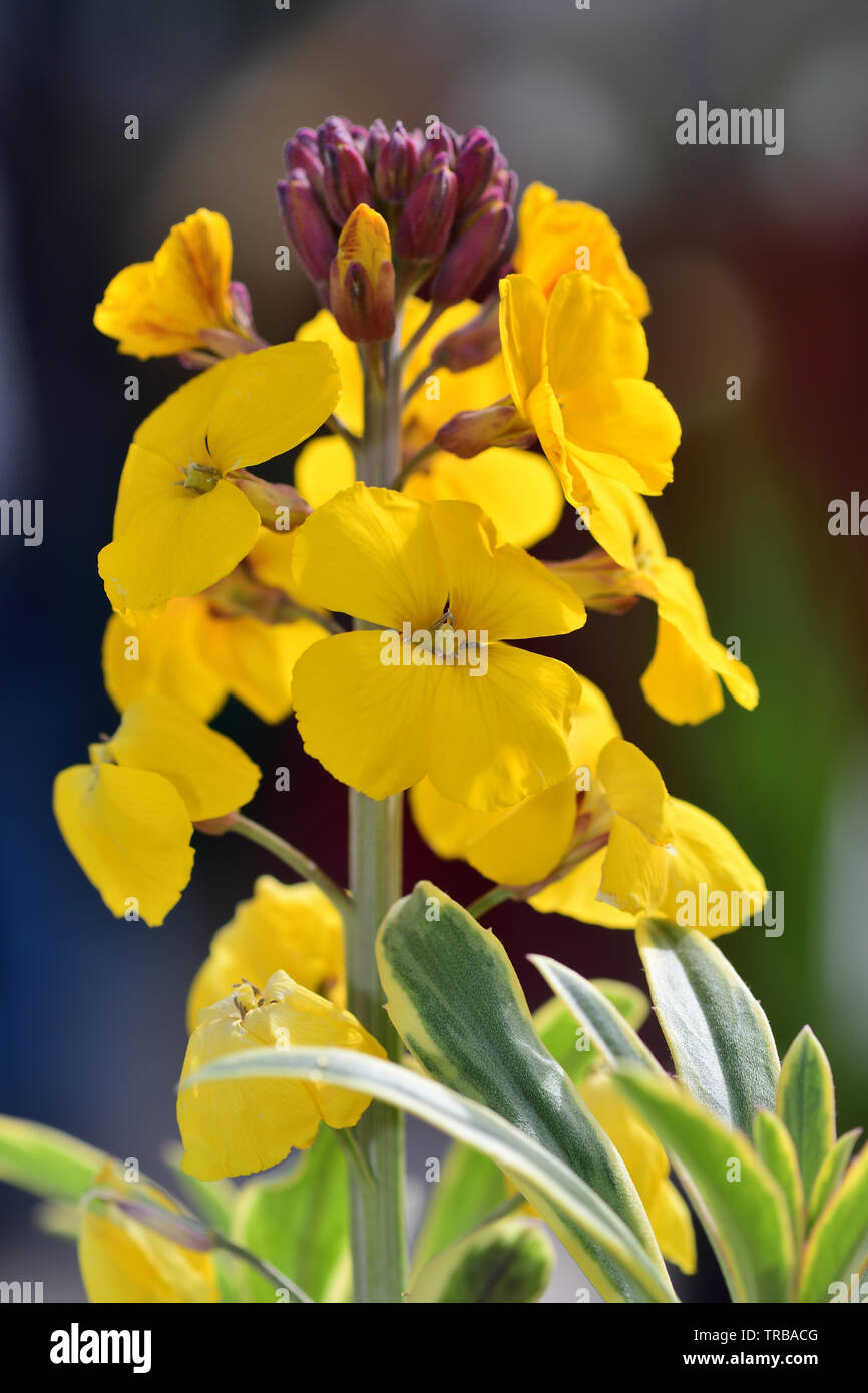 Close up erysimum giallo (violaciocca) fiori in fiore Foto Stock