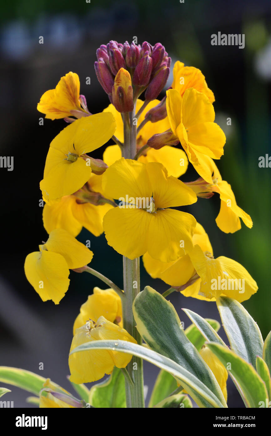 Close up erysimum giallo (violaciocca) fiori in fiore Foto Stock