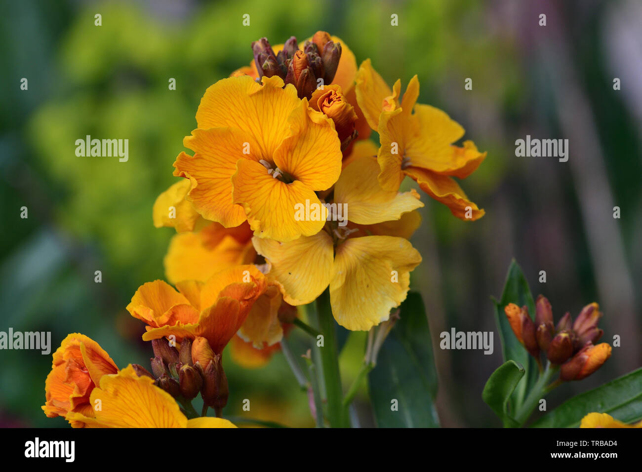 Close up erysimum giallo (violaciocca) fiori in fiore Foto Stock