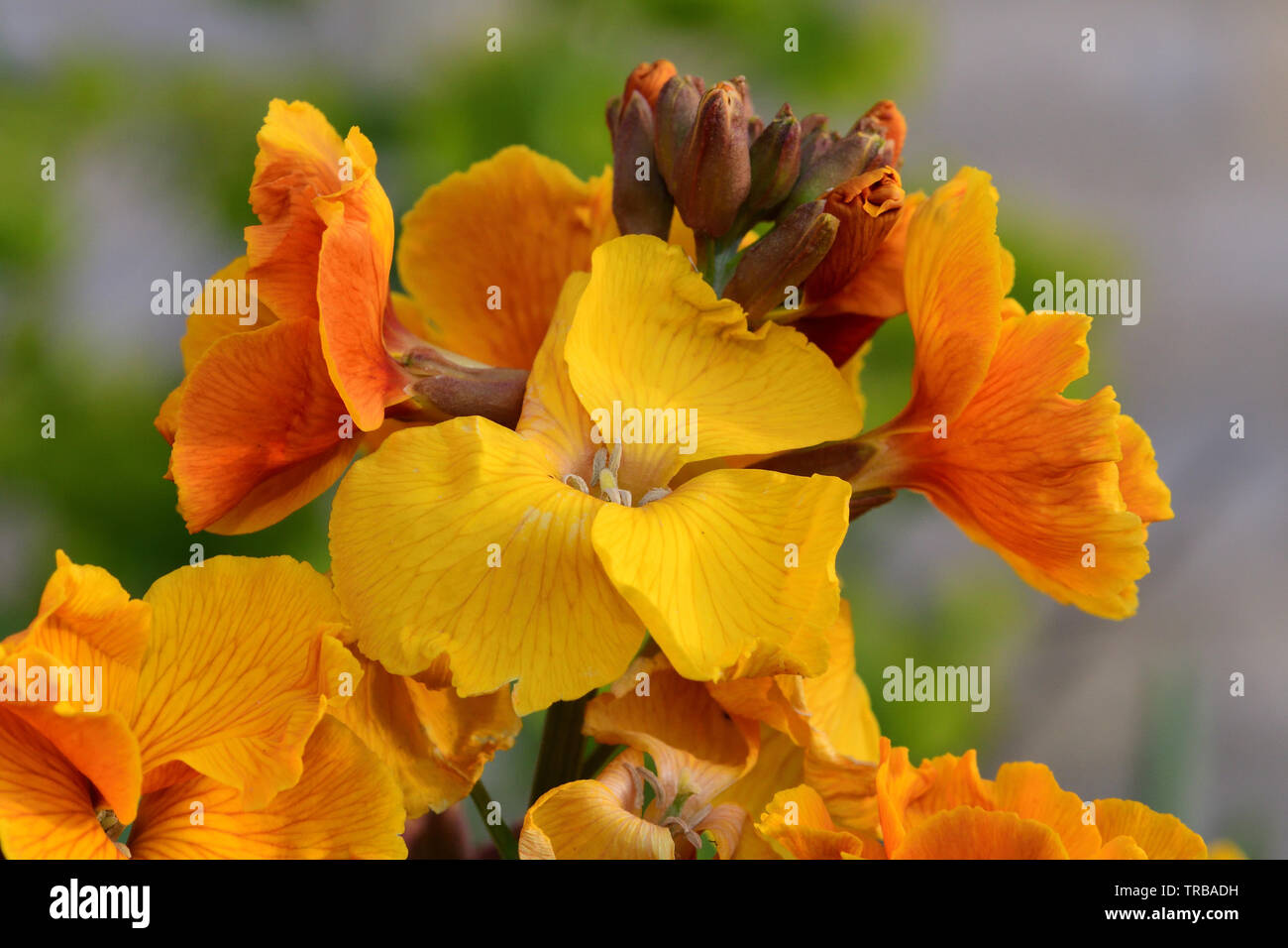 Close up erysimum giallo (violaciocca) fiori in fiore Foto Stock