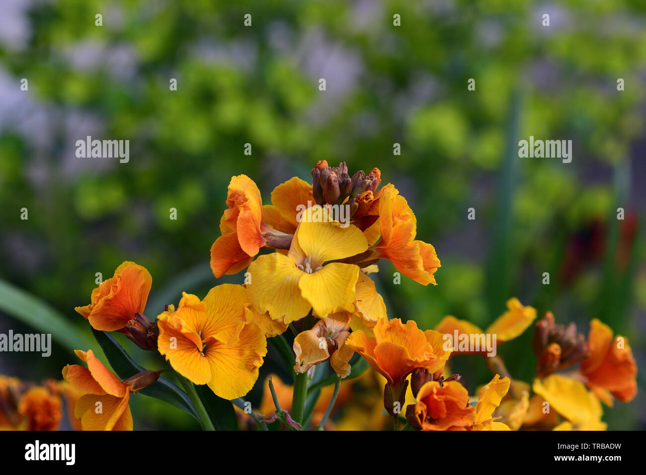 Close up erysimum giallo (violaciocca) fiori in fiore Foto Stock