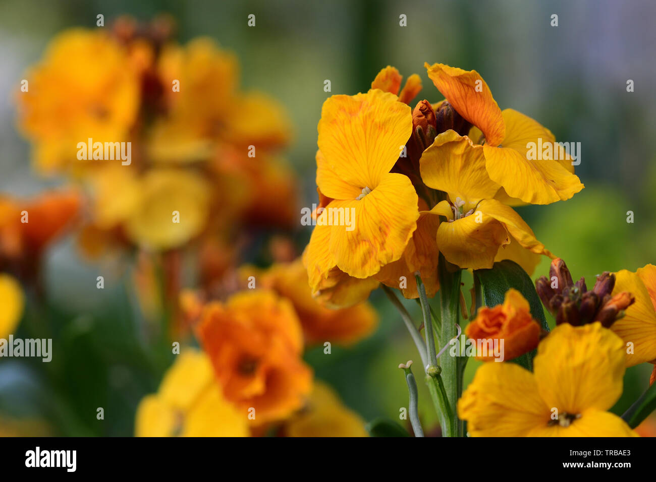 Close up erysimum giallo (violaciocca) fiori in fiore Foto Stock