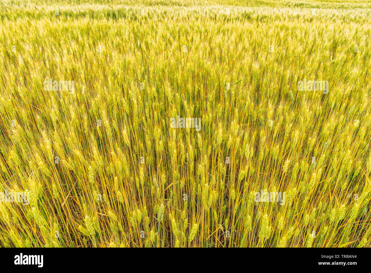 Campo di grano. Spighe di grano dorato vicino. Foto Stock