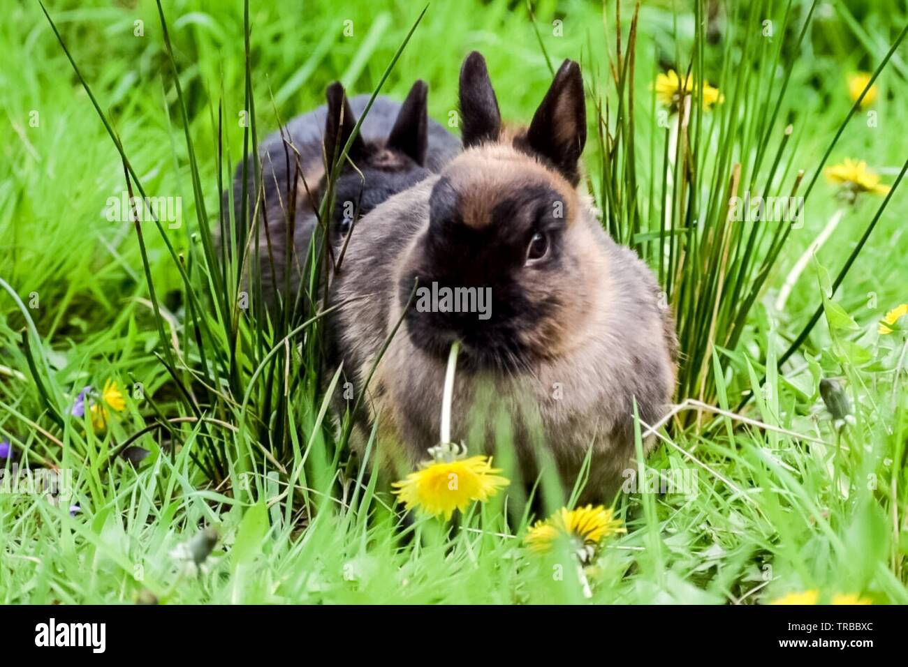 Piccolo coniglio mangiare un dente di leone Foto Stock