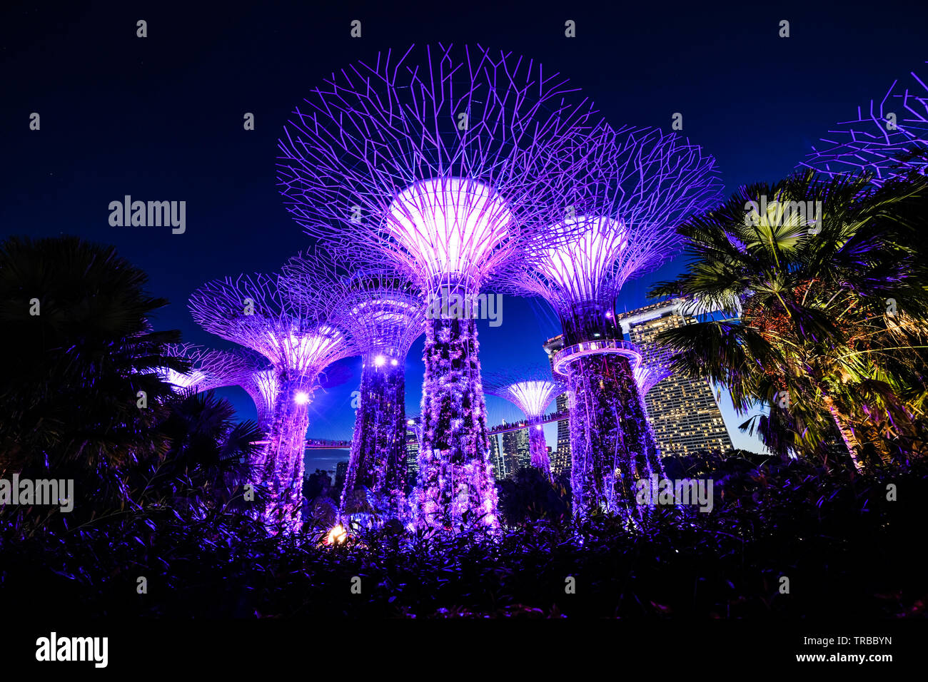La luce della sera spettacolo al Supertree Grove, giardini dalla baia, Singapore Foto Stock