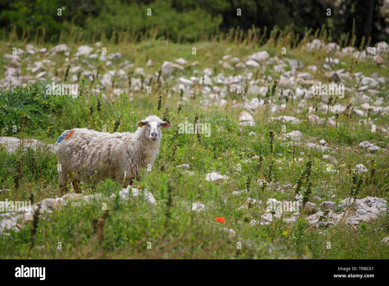 Pecore sul prato con pietre. Baska. Isola di Krk. La Croazia. Foto Stock