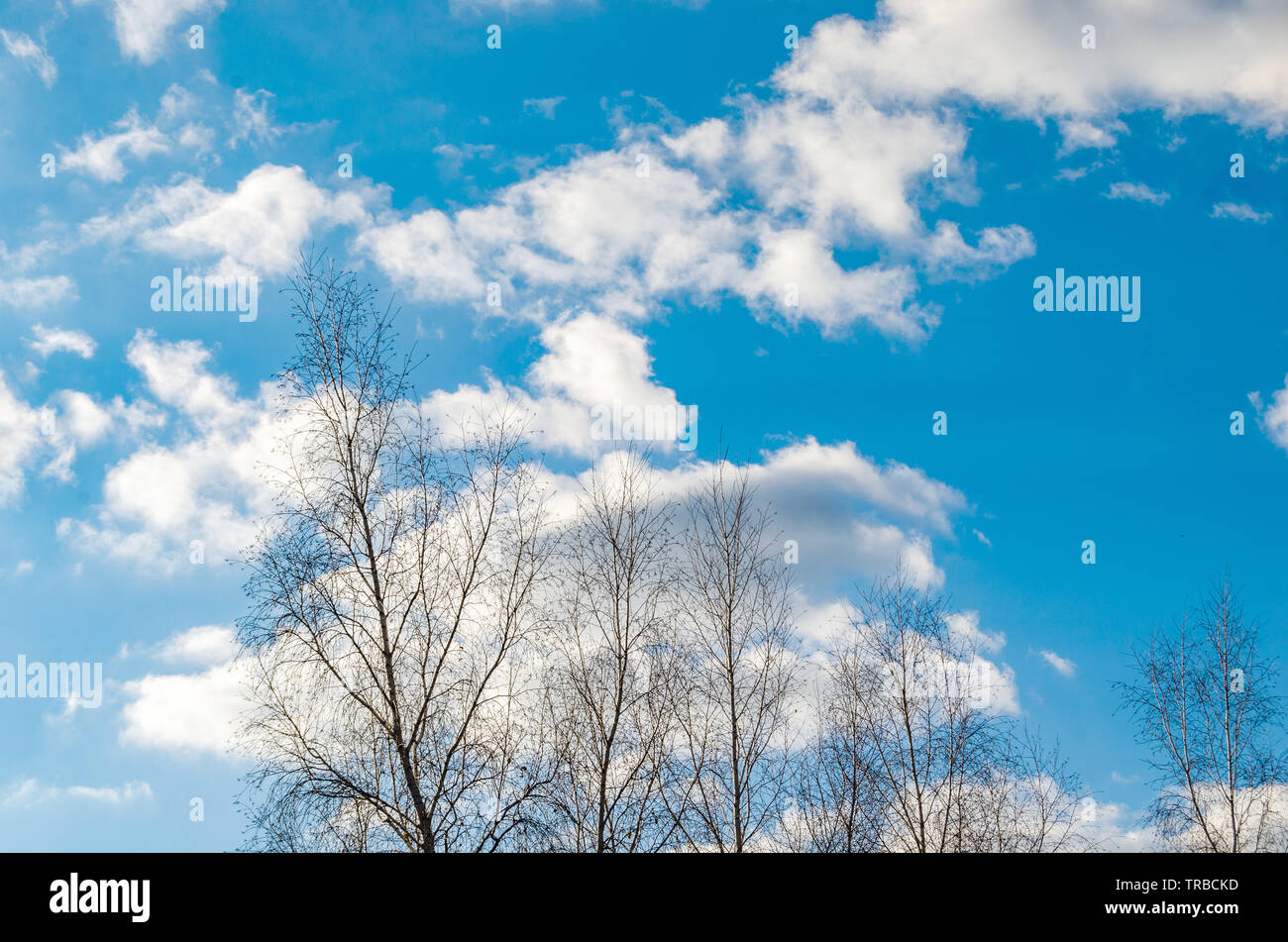 Luminoso cielo blu con nuvole in una calda giornata di primavera contro gli alberi. Foto Stock