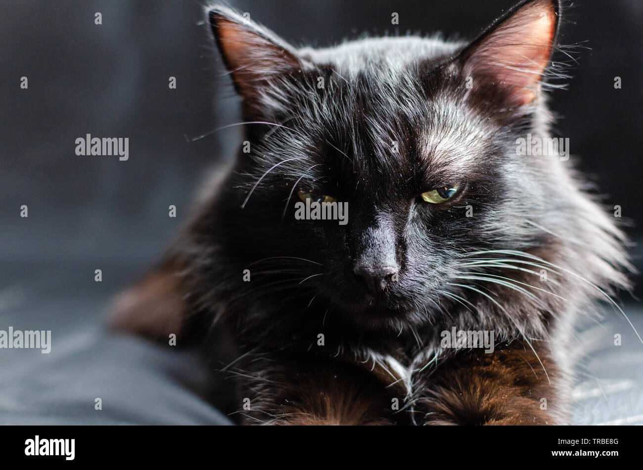 Astuzia, predatorio e pericoloso cercare di un gatto nero su uno sfondo nero. Foto Stock