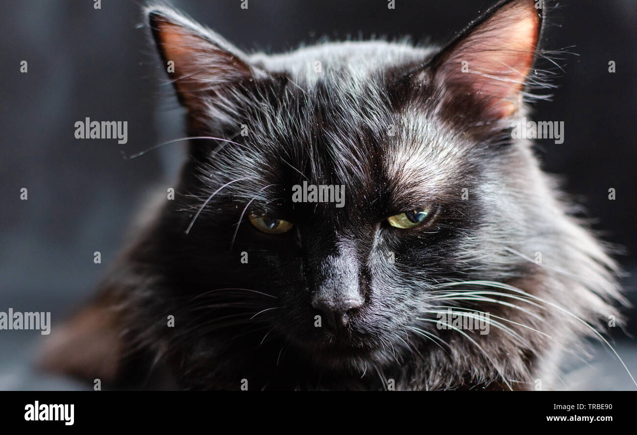 Astuzia, predatorio e pericoloso cercare di un gatto nero su uno sfondo nero. Foto Stock
