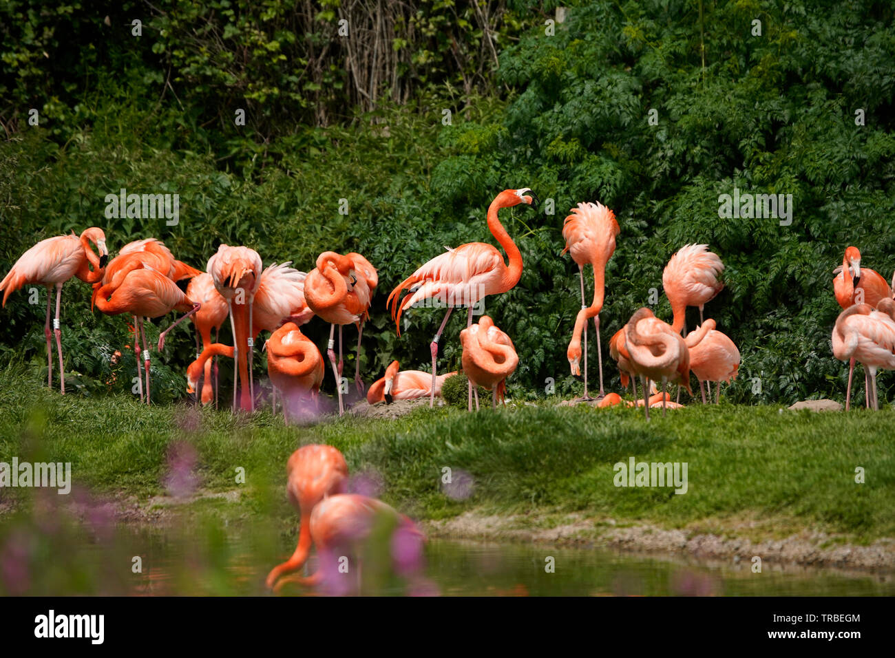 Sei specie di Flaingoes Foto Stock