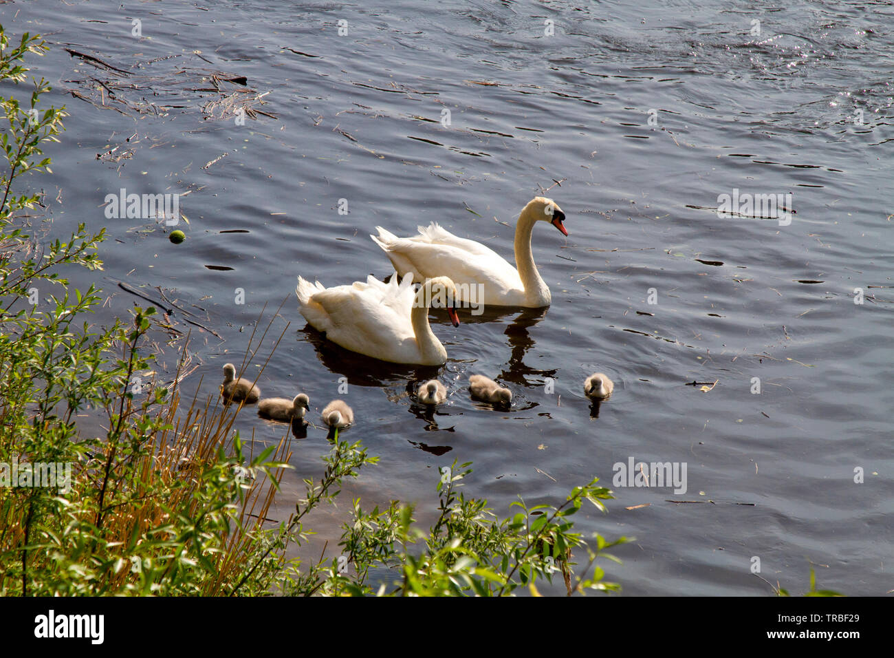 Cigni con sei nuovi cygnets tratteggiata Foto Stock