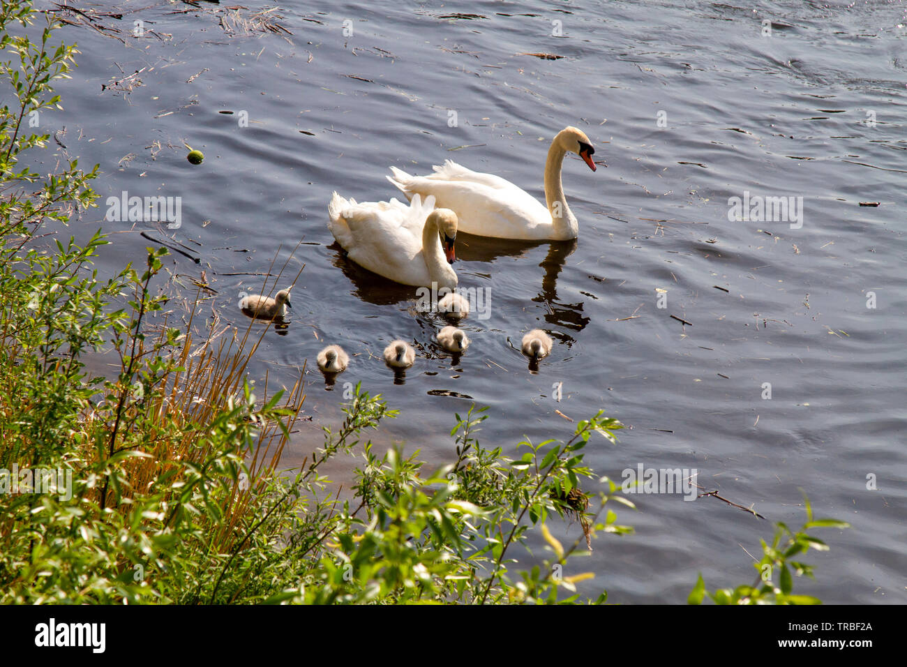 Cigni con sei nuovi cygnets tratteggiata Foto Stock