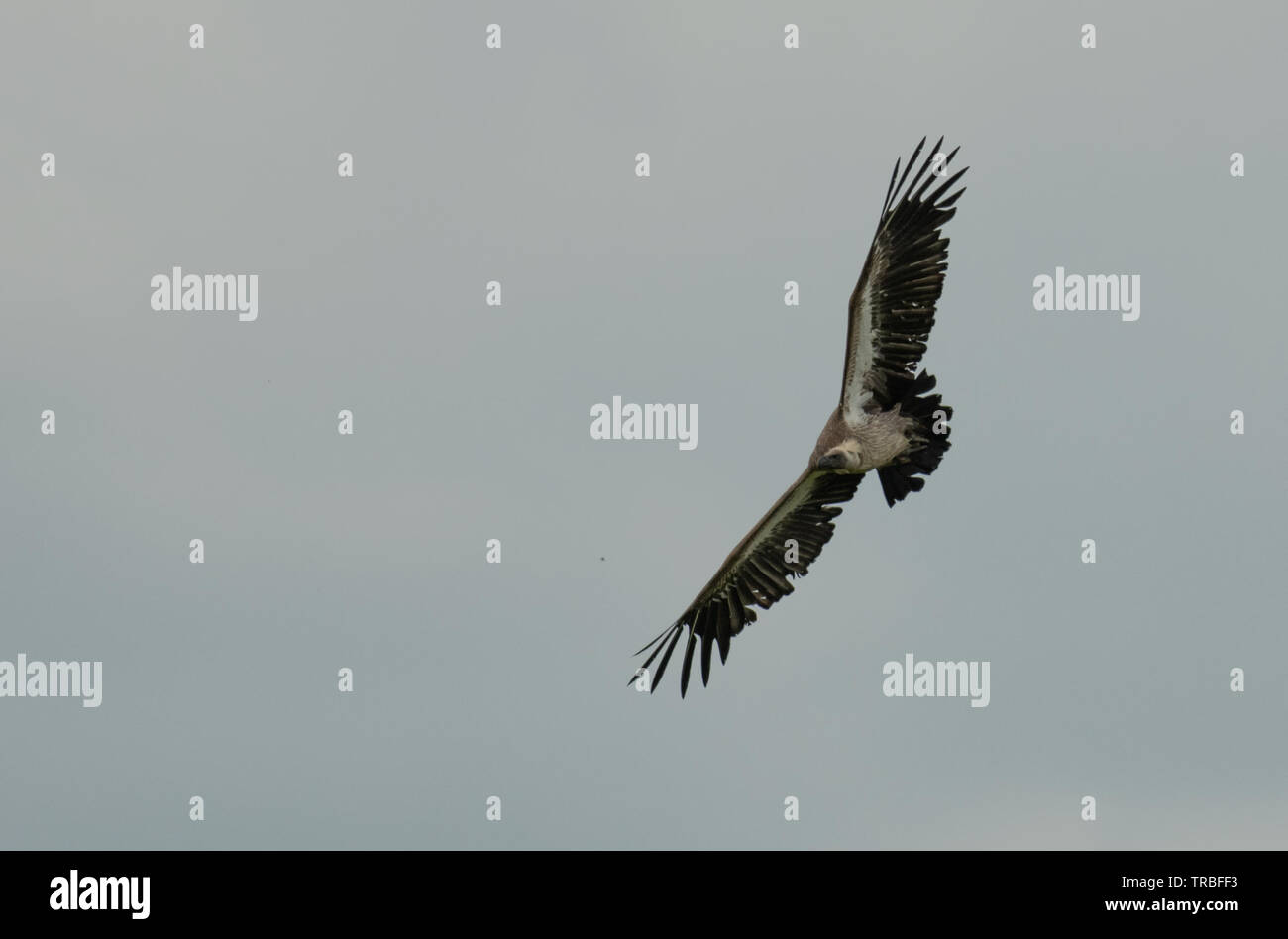 Avvoltoio egiziano sull'Hampshire Foto Stock