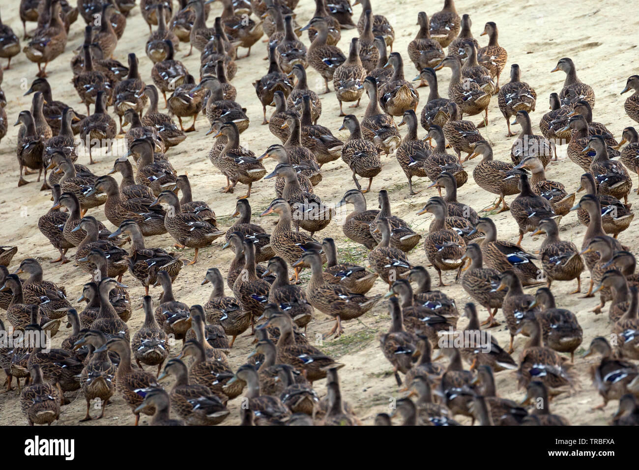 Germani reali sulla banca del lago Foto Stock