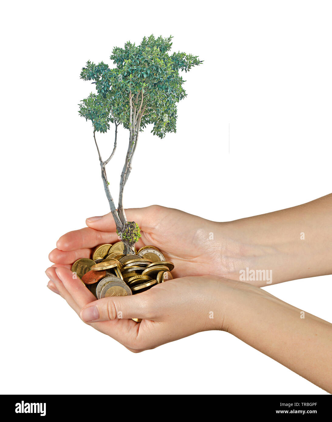 Tree growng dalla pila di monete Foto Stock