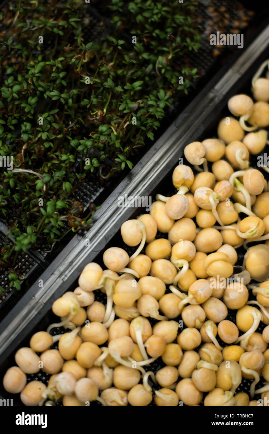 Il crescione e peasprouts cresce su diviso la germogliazione vassoi. Foto Stock